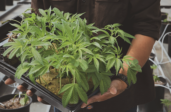 KristaSimmons-RawGarden0721-093 2