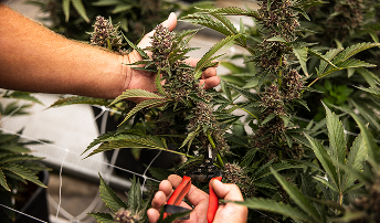 Shafik Raw Garden - 137 1