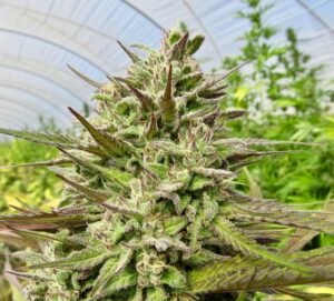 RAW-GARDEN-HARVEST-MAIN-aspect-ratio-365-330