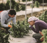 raw-garden-telegraph-aspect-ratio-365-330