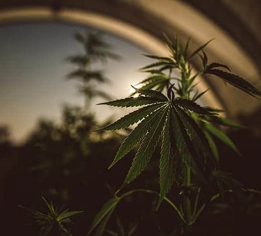 rg3-aspect-ratio-365-330