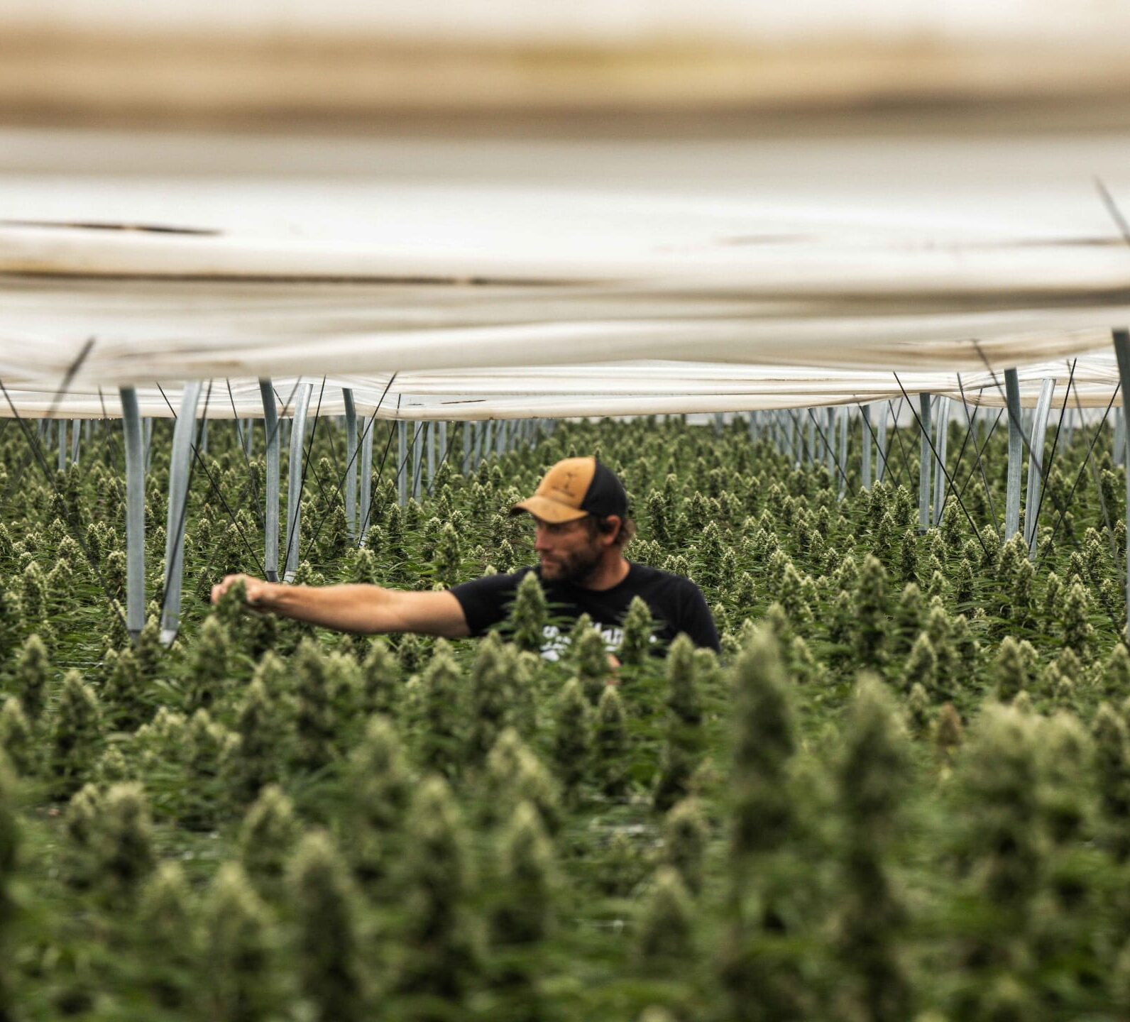 shafik-efbfbd-raw-garden-85-aspect-ratio-365-330